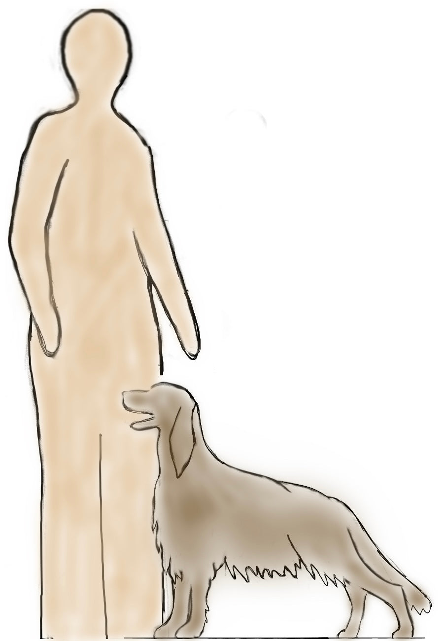 spb Harmony Faithful dog 165-2