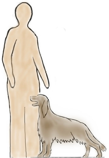 spb Harmony Faithful dog 165-2